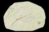 Miocene Fossil Leaf (Populus) - Augsburg, Germany #139474-1